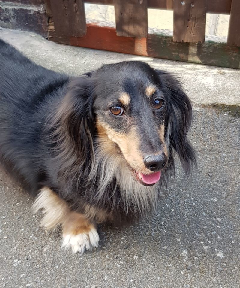 Other image for Dying Jack spends final days with beloved pet